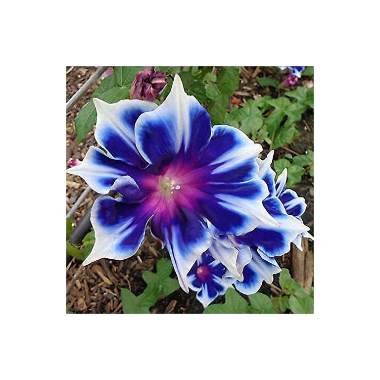 100pcs/pack Morning Glory Seeds Beautiful Perennial Flowers Seeds for