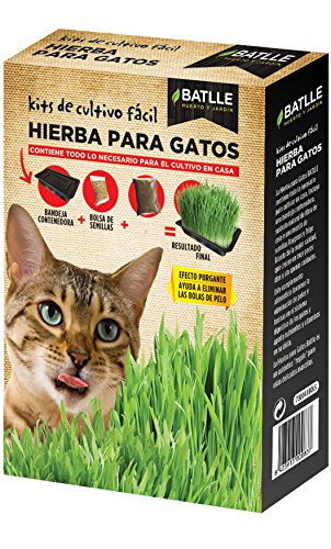 Semillas Amomáticas - Hierba para Gatos - Batlle: Amazon.es: Jardín