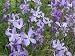 Stock (Matthiola Longipeta) Evening Scented Stock, Perfume Plant 3000 Seeds