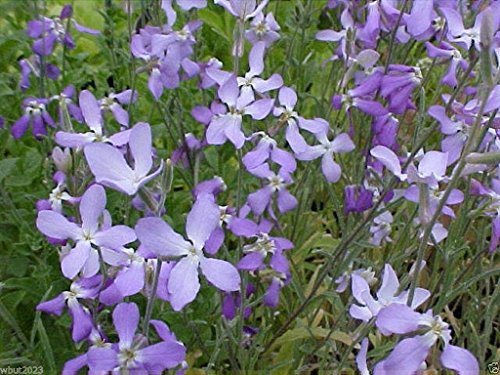 Stock (Matthiola Longipeta) Evening Scented Stock, Perfume Plant 3000 Seeds