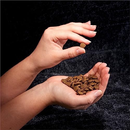 CRAVE GRAIN FREE ADULT HIGH PROTEIN NATURAL DRY CAT FOOD WITH PROTEIN FROM SALMON & OCEAN FISH 4 LB