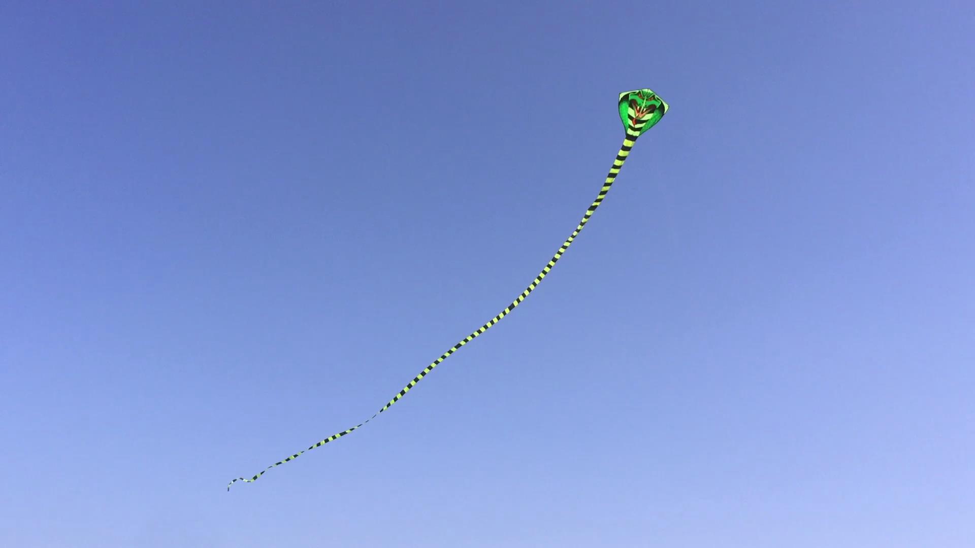 6 Large+Cobra+Adults+Super+Dominate