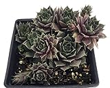 Silverine Moon Hens & Chicks - Sempervivum - Very Hardy - 4
