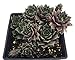 Silverine Moon Hens & Chicks - Sempervivum - Very Hardy - 4" Pot - Moon Charms