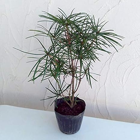 Amazon Co Jp コウヤマキ 高野槇 5号ポット 10株セット 世界三大美木 庭木 鉢植えに ホーム キッチン