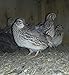 Jumbo Brown Coturnix, Jumbo Texas,tibetan Quail 24+ Hatching Eggs Pluss 5 Free