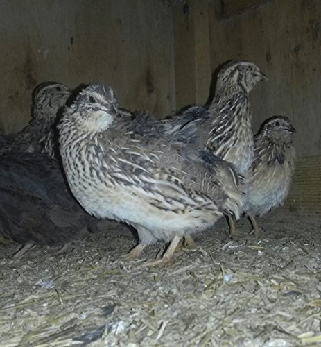 Jumbo Brown Coturnix, Jumbo Texas,tibetan Quail 24+ Hatching Eggs Pluss