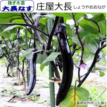 Amazon なす 庄屋大長 茄子 10 5cmポット苗 接ぎ木苗 野菜
