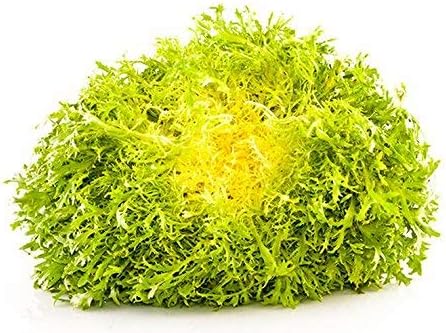 Curly Endive Yellow Heart vitaminic Seeds Organic from Ukraine 0.5 Gram