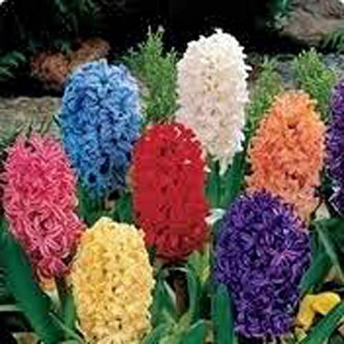 Hyacinth, Mix, Bulbs (5 Pack), Beautiful Purple Perennial Hyacinth Bulbs, Purple Flowers