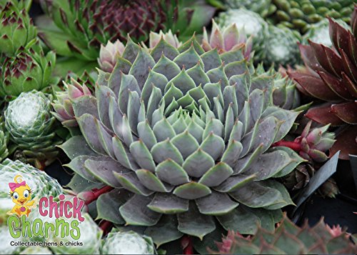 Berry Blues Hens & Chicks - Sempervivum - Indoors/Out - 3.5 Berry Blues Hens & Chicks - Sempervivum - Indoors/Out - 3.5