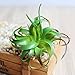 Dutch Brook 5Pcs Different Succulents Artificial Cactus Plants for Office Home Garden Decor (Sent Randomly)
