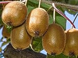 Actinidia deliciosa 'Vincent', Female Kiwi Vine. Live Plant to 1'-2' Tall