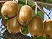 Actinidia deliciosa 'Vincent', Female Kiwi Vine. Live Plant to 1'-2' Tall