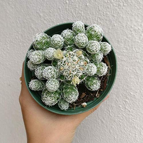 Thimble Cactus Mammillaria Cactus Gracilis Fragilis Succulent (4 inch)