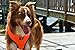 The Original EcoBark Maximum Comfort & Control Dog Harness 18-27 lbs; No Pull & No Choke Design, Luxurious Padded Vest, Eco-Friendly, For Puppies and Dogs (Large, Orange)