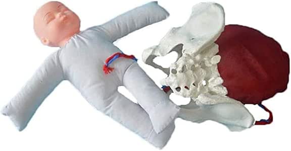 Amazon DMZH Life Size Female Pelvis Model Childbirth Birth 