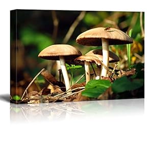 Canvas Prints Wall Art - Wild Mushrooms in The Green Forest | Modern Wall Decor/Home Decoration Stretched Gallery Canvas Wrap Giclee Print. Ready to Hang - 12" x 18"