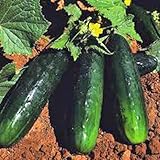Cucumber Straight 8 / Straight Eight Non GMO Heirloom Garden Vegetable 25 Seeds by Sow No GMO