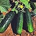 Cucumber Straight 8 / Straight Eight Non GMO Heirloom Garden Vegetable 25 Seeds by Sow No GMO