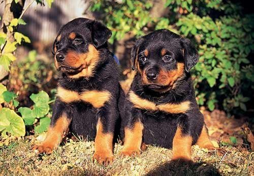 Rottweiler Puppies 300 Piece Jigsaw Puzzle