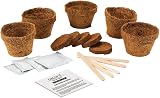 Gift Republic Bonsai Trees Brand New Decor Miniature Indoor Plants view 2