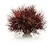 biOrb Sea Lily Crimson