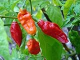 Bhut Jolokia Chile Pepper 4 Live Plants - Ghost Pepper - World's Hottest Chile Pepper