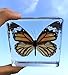 Tiger Butterfly Paperweight Paperweights Specimen Specimens Collection Display(3