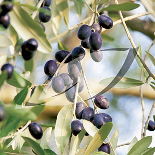 15 Seeds Olive Fruit Tree Olea Europaea #GS06