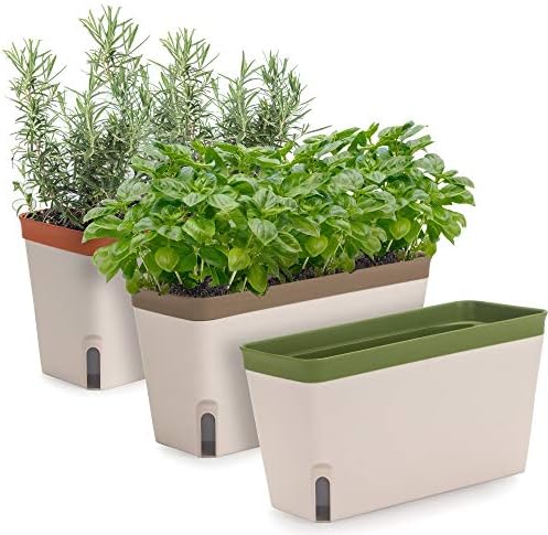 lady lavender plant ART & SOL 'Lavender Lady' Mangave