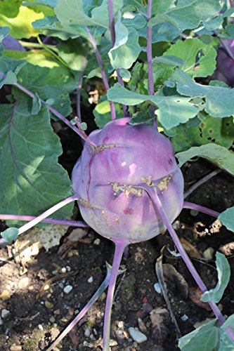 Kohlrabi Delikates Blauer - seeds