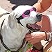 Petleso Pet Goggles , Stylish Dog Sunglasses for UV Stop Waterproof Windproof Anti-fog Eye Protection - Pink