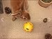 Wheeky Treat Ball Toy for Guinea Pigs, Rabbits, Hedgehogs and Other Small Pets, 7 cm, Yellow, Adjustable Opening Treat Toy New
