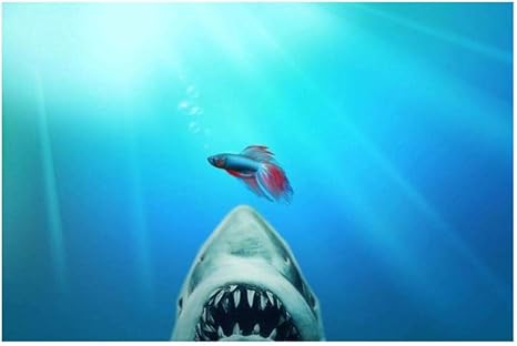 Amazon Co Jp Llxhg 面白いサメと金魚の海の動物のポスターとプリント現代の家の装飾のためのキャンバスの壁の芸術の絵画印刷された写真 70x100cmフレームなし ホーム キッチン