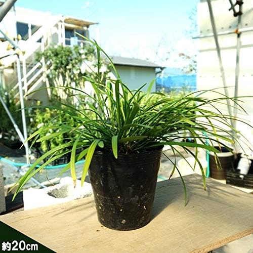 ヤブラン リリオペ 5号ポット大苗 宿根草 苗 多年草 耐寒性 グランドカバー 日陰 B009shsg7a 725円 激安通販ショッピング 超人気 専門店 人気海外一番 超美品再入荷品質至上 当店一番人気