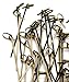 PuTwo Bamboo Picks Handmade Cocktail Picks Toothpicks 100ct in Black