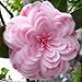 Promotion!!! 50 pieces/bag,Camellia seeds, Camellia flowers seeds 24kinds color for chose primary