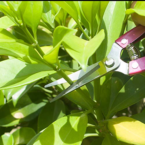 Pruning Shears Straight Tip Pruning Trimming Scissors Florist Scissors-Stainless Steel Ultra Sharp Multi-Purpose Hand Pruner Scissors for Garden Harvesting Fruits Vegetables, Trimming Flowers, Pink