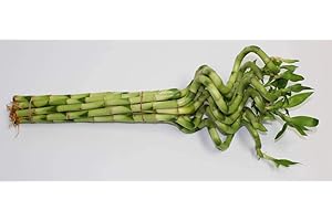 Athena's Garden B-CS22 Bamboo Corkscrew Spiral Shoots, 20-24", Green