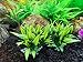BEGONDIS 5Pcs Aquarium Decorations Fish Tank Artificial Green Water Plants Made of Soft Plastic,Safe for All Fish & Petsthumb 1