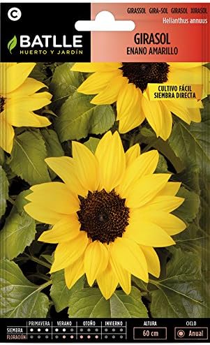 Semillas de Flores - Girasol enano amarillo - Batlle: Amazon.es ...