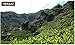 Mulberry Leaves Tea 1g X 40 Tea Bags, Korean Herb Leaves
