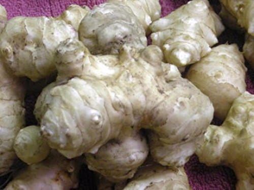 Stampede Jerusalem Artichoke Tubers (Organic) Per Tuber - Early Maturing - Big Tubers - Stampede Variety Sunchokes (10 Tubers)