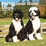 Portuguese Water Dogs 2020 12 x 12 Inch Monthly Square Wall Calendar, Animals Dog Breeds by 
