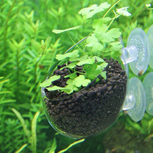 Decoration Fish Tank - Mini Glass Pot Polka Water Potted Aquatic Planting Cylinder Cup Aquarium Accessory Decoration Fish Tank - Deal Corporation Lot Potty Potentiometer Hatful Mary - 1PCs - Thumbnail 3