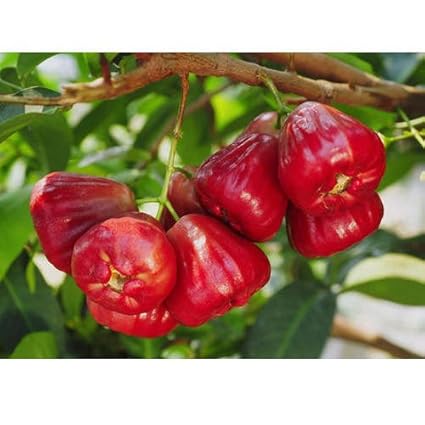 Rose Water Apple/jamrul GRAFTED (1 Healthy Live Plant) by GREEEN Earth:  Amazon.in: Home &amp; Kitchen