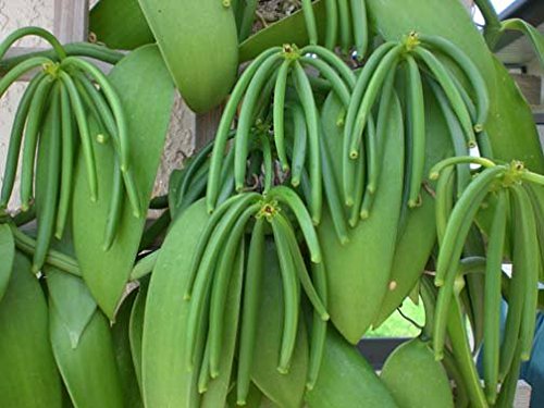 image for DUALSPICES - 10 - GRADE A Madagascar Bourbon Vanilla Beans (Vanilla Pl
