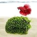 Luffy Betta Coco Mini Moss, 3x1.75 Inches, Java Moss on a Coconut Shell, Fun for Fish to Swim Around and Hide, Low Maintenance Plant on Hardy Shell, Beautiful Aquatic Decor for Betta Tank (1 Pack)