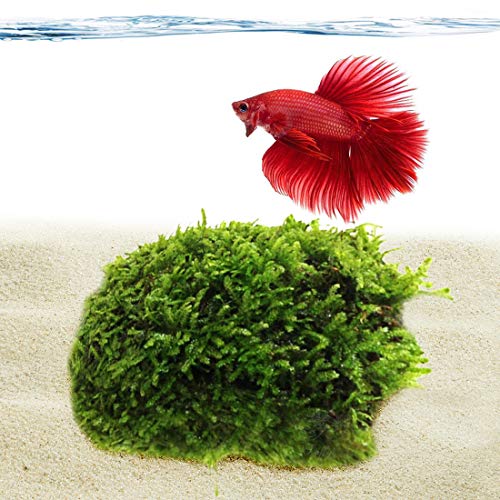 Luffy Betta Coco Mini Moss (1pc) - 3" x 1.75" Java Moss on a Coconut Shell - Low-Maintenance Aquatic Decor for Betta Tank - Create Stunning Aquascape - Gives Vertical or Horizontal Space to Explore